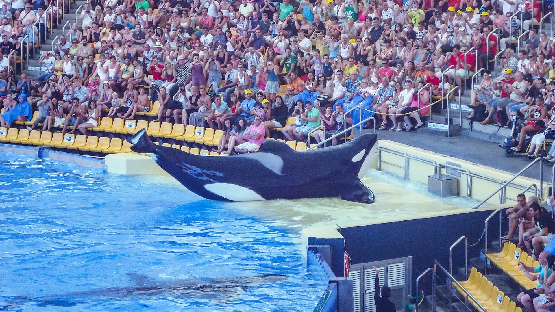 Foto do filme Blackfish: Fúria Animal