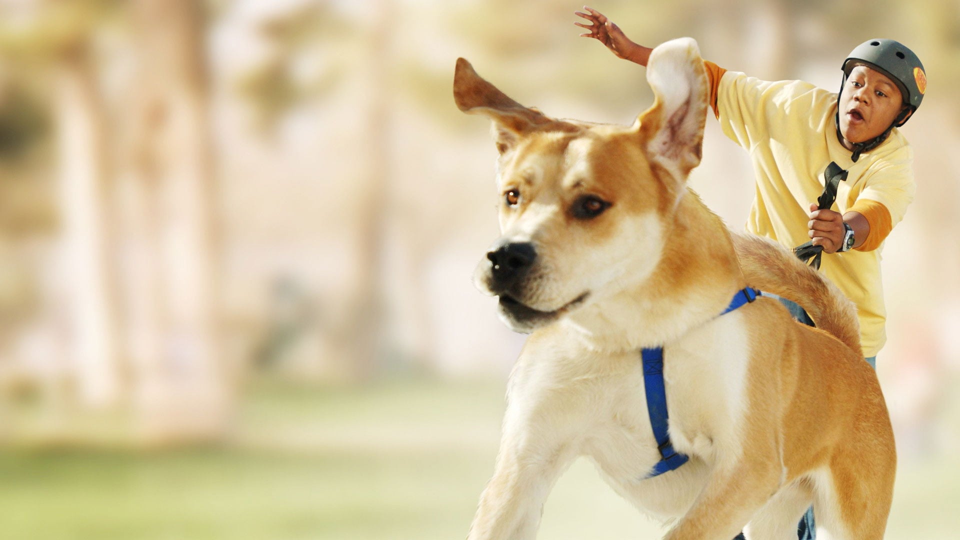 Foto do filme Cãofusões