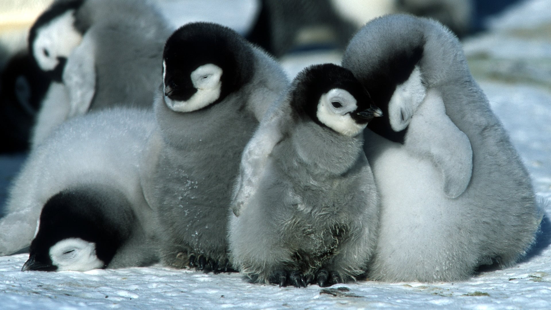 Foto do filme A Marcha dos Pinguins