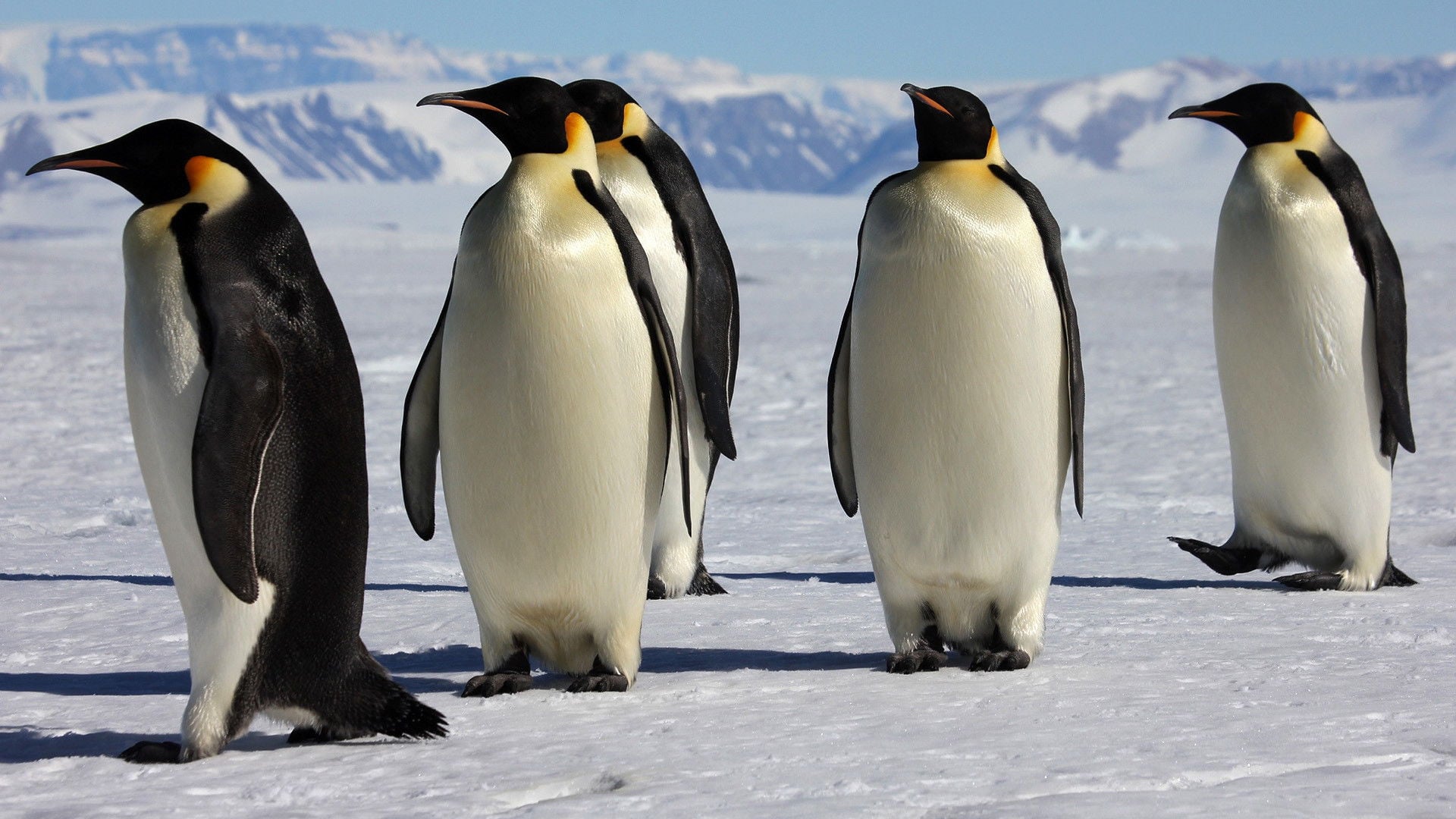 Foto do filme A Marcha dos Pinguins