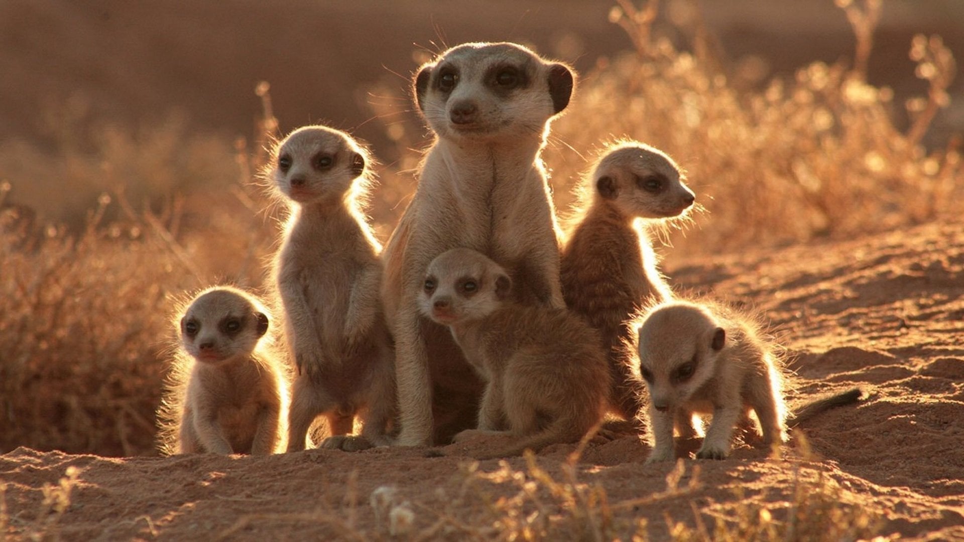 Foto do filme The Meerkats