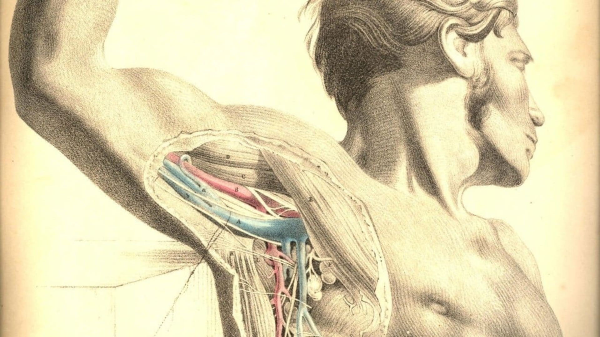 Foto do filme Anatomia 2