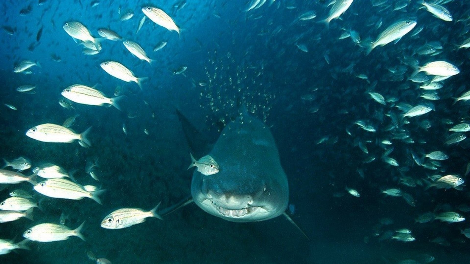 Foto do filme Fundo do Mar 3D