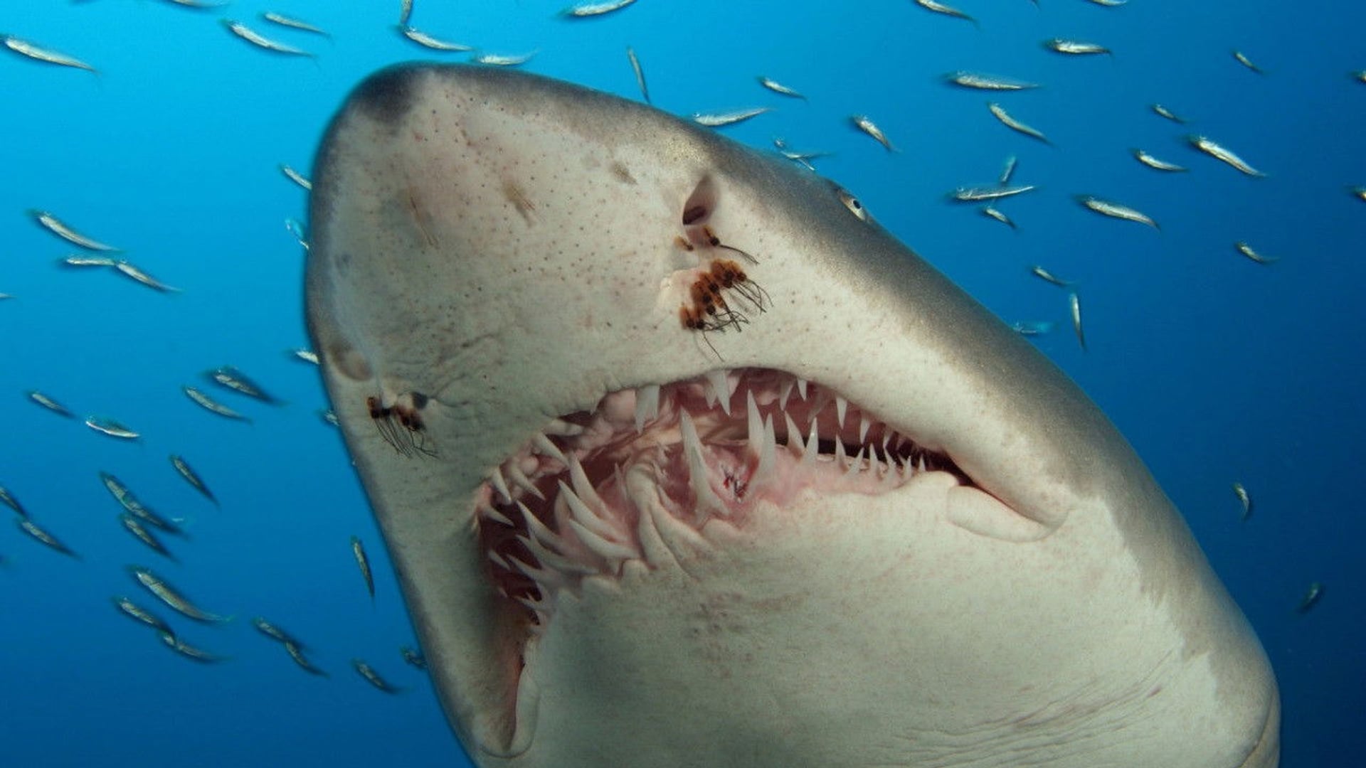 Foto do filme Fundo do Mar 3D