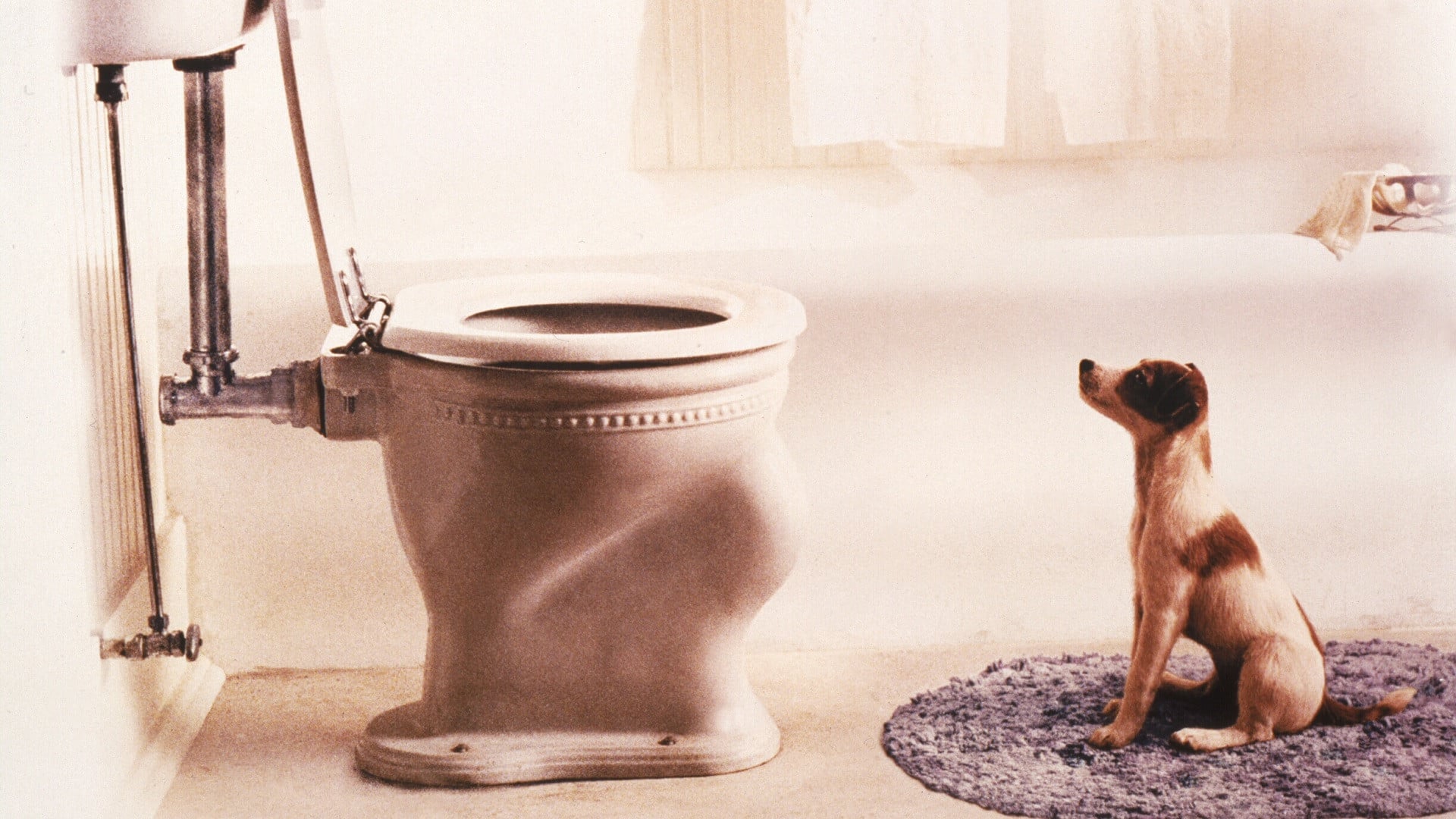 Foto do filme Meu Cachorro Skip