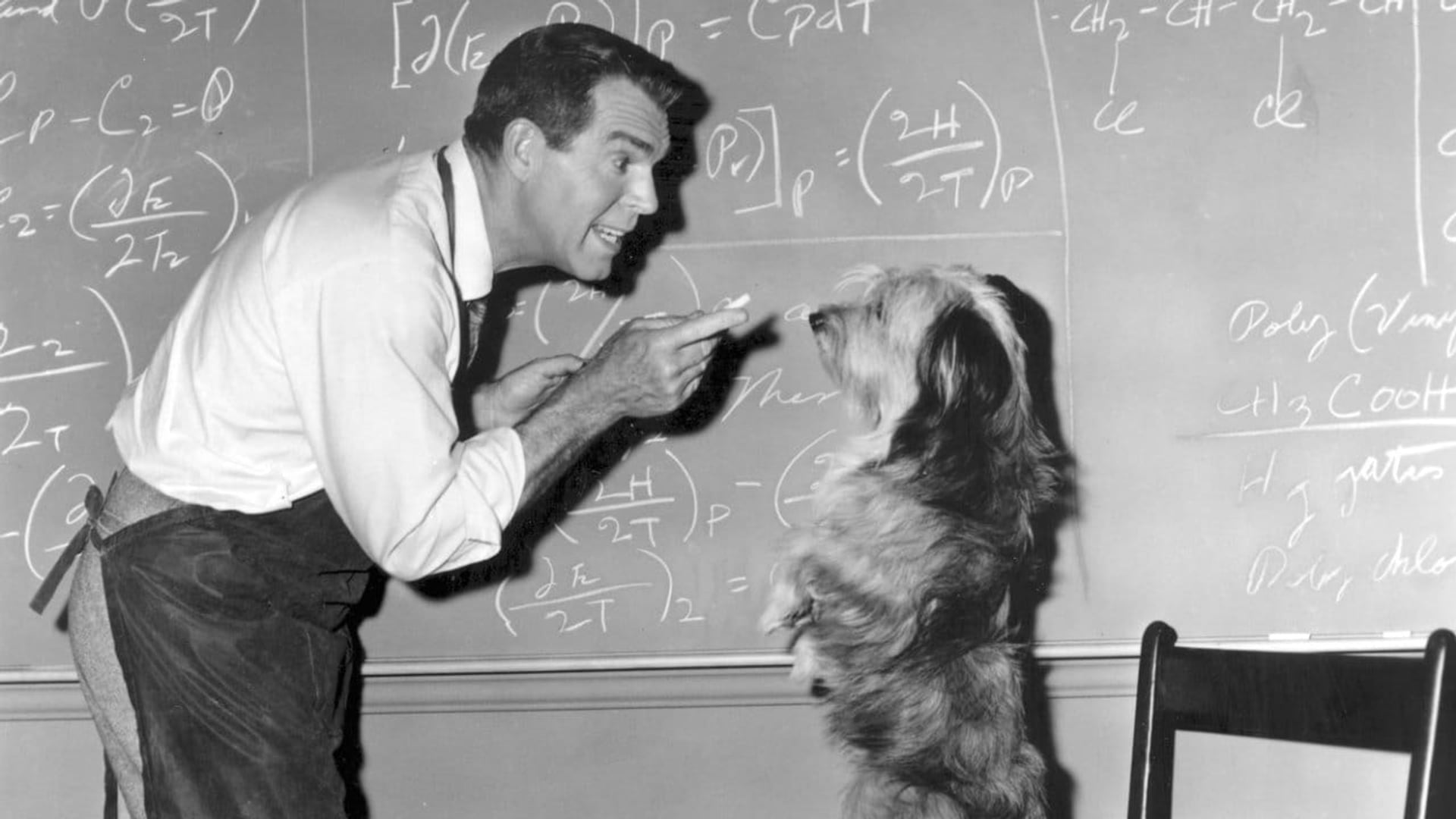 Foto do filme O Fantástico Super-Homem