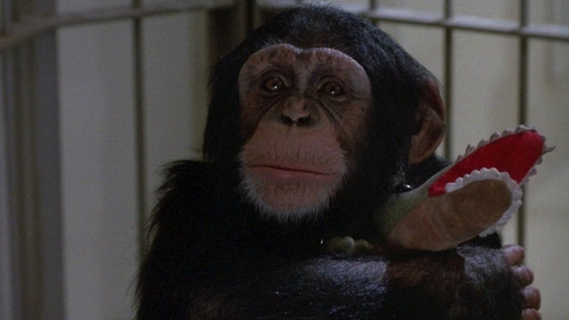 Foto do filme Projeto Secreto, Macacos