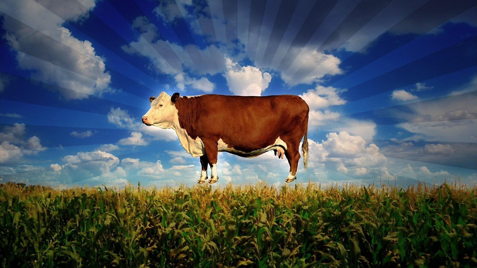 Foto do filme Food, Inc.