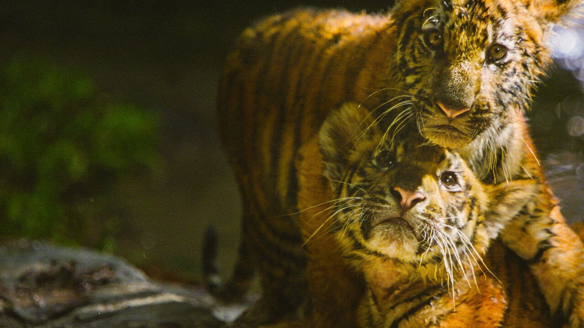 Foto do filme Era Uma Vez Dois Irmãos