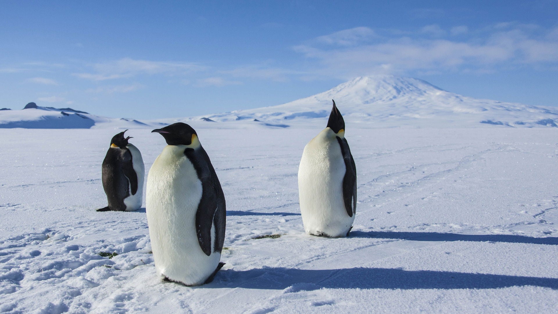 Foto do filme Antarctica: A Year on Ice