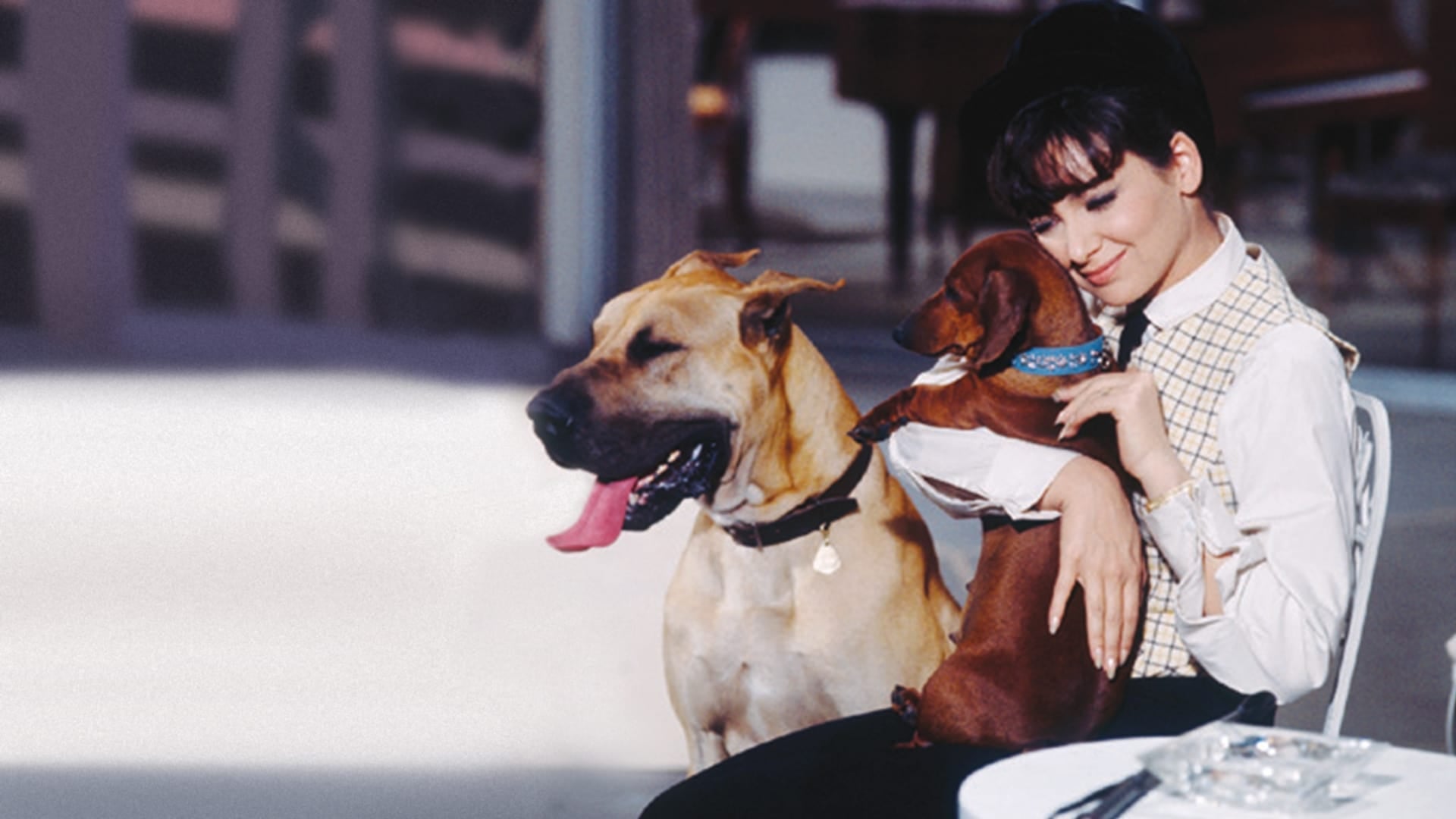 Foto do filme Um Amor de Companheiro