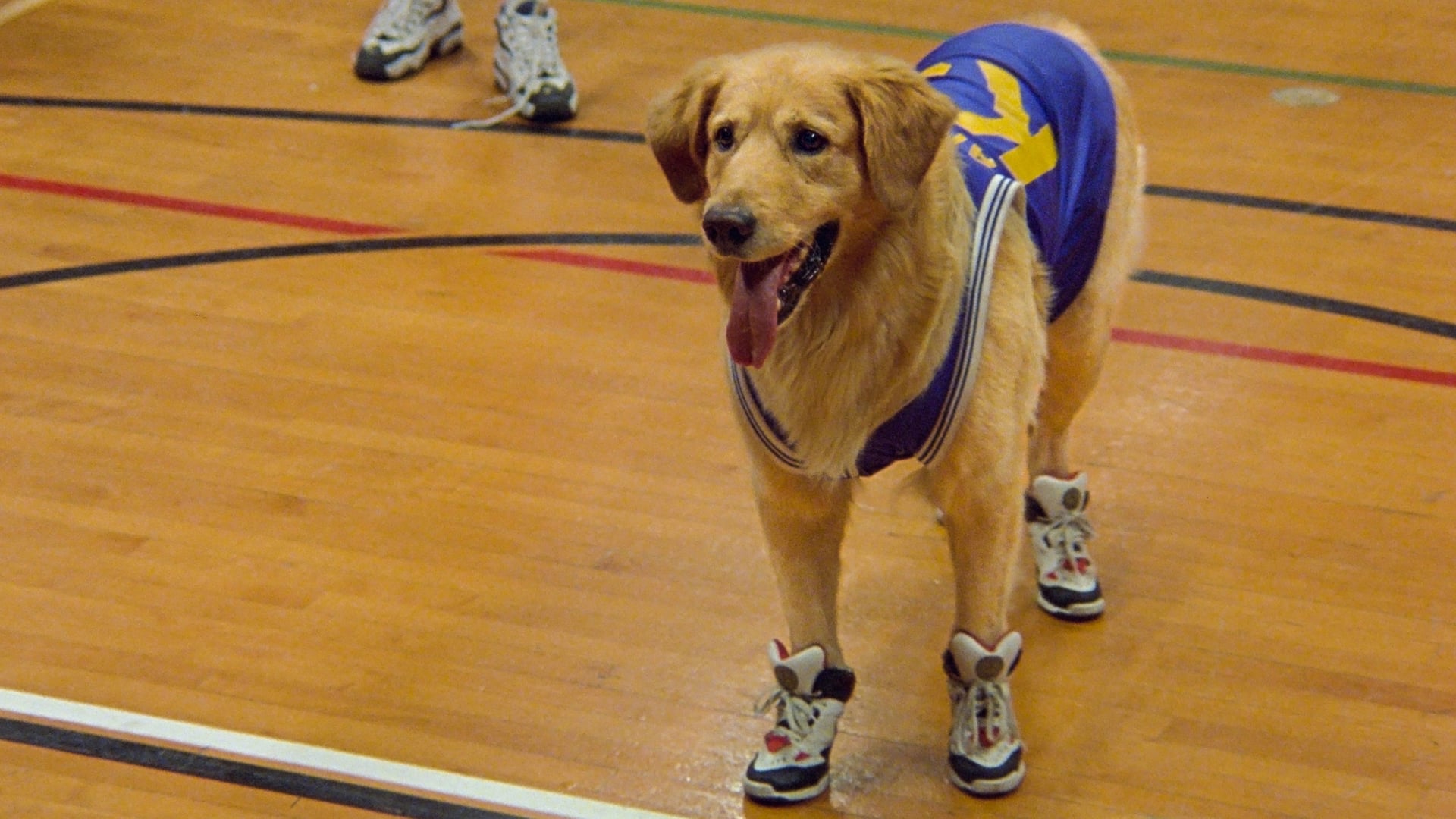 Foto do filme Bud: O Cão Amigo