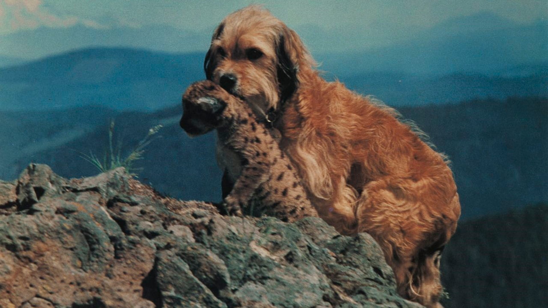 Foto do filme Benji - Um Cão Desafia a Selva
