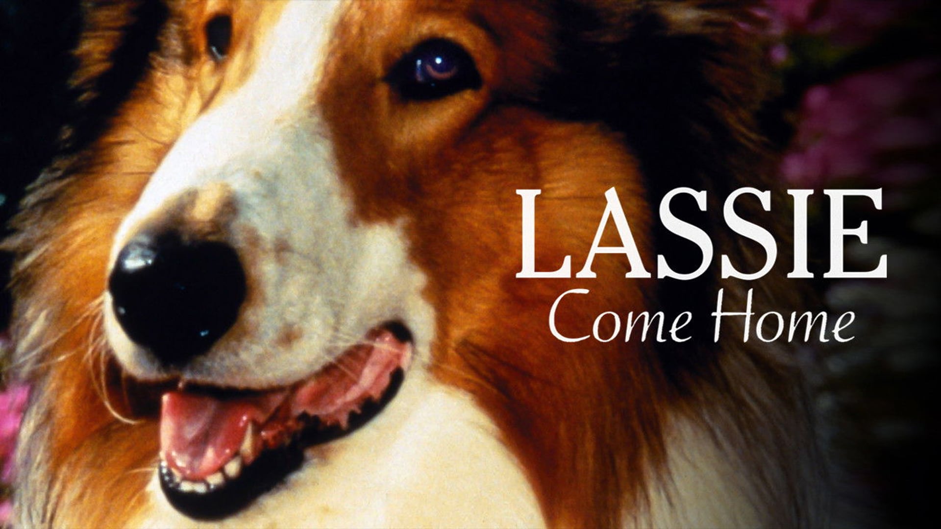 Foto do filme Lassie: A Força do Coração