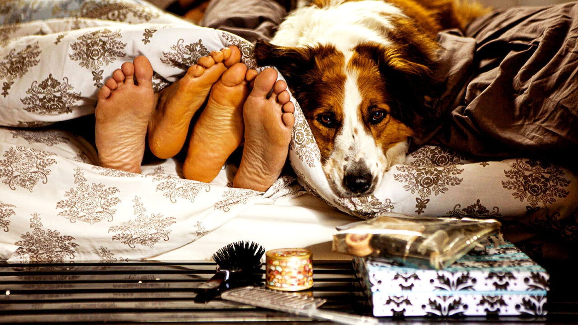 Foto do filme Mato Sem Cachorro