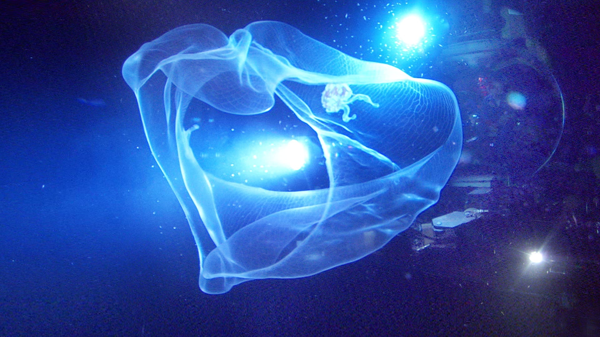 Foto do filme Criaturas das Profundezas