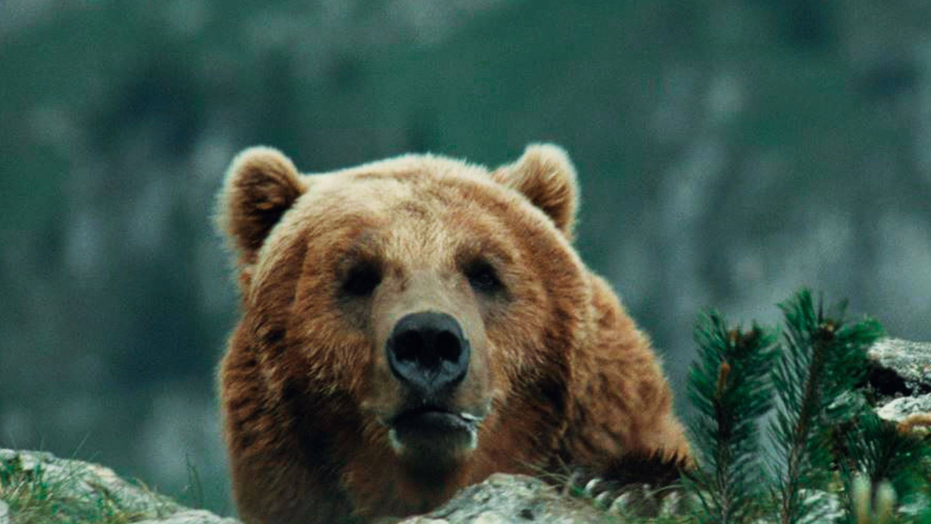 Foto do filme O Urso