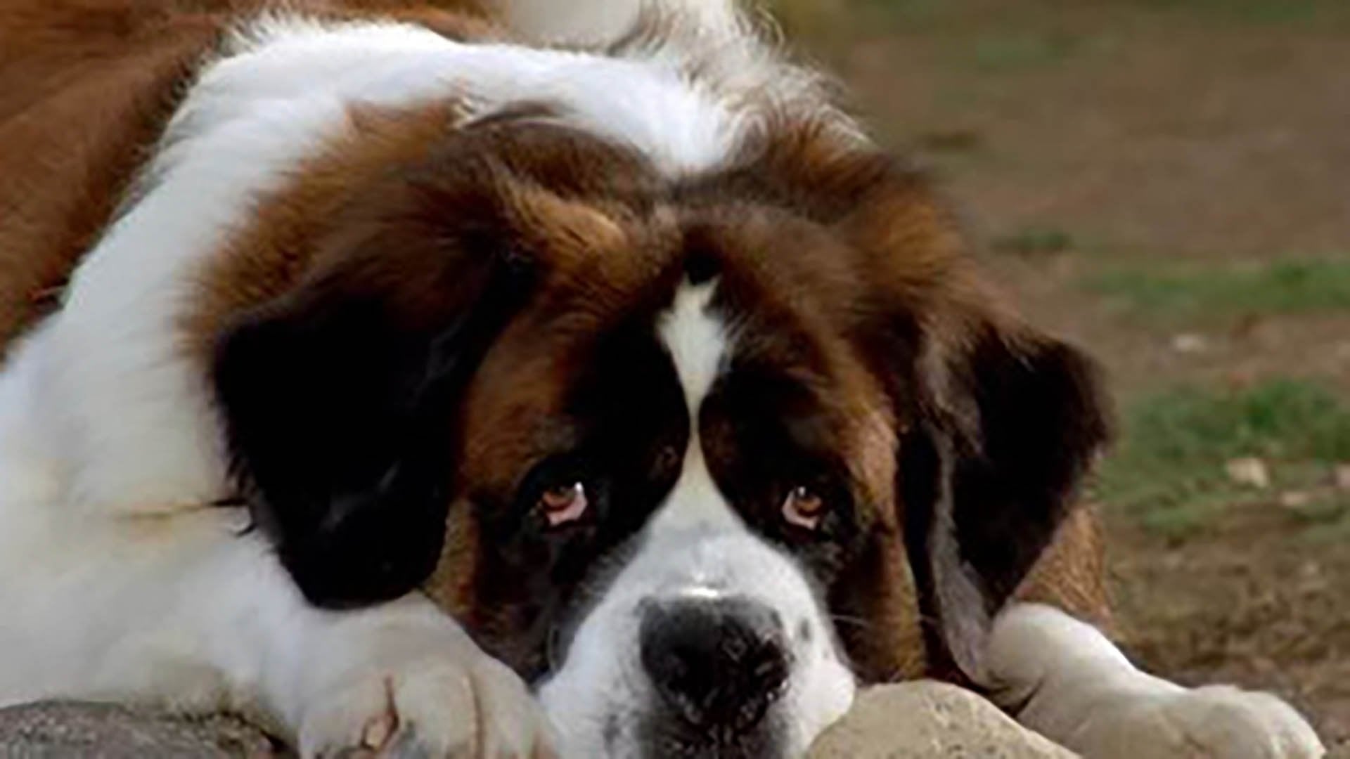 Foto do filme Beethoven 5
