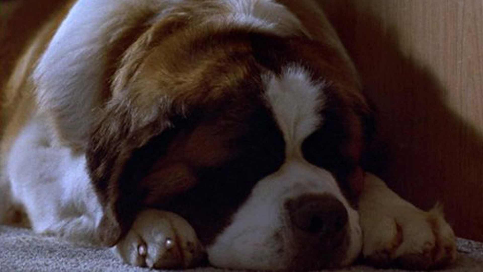 Foto do filme Beethoven 4