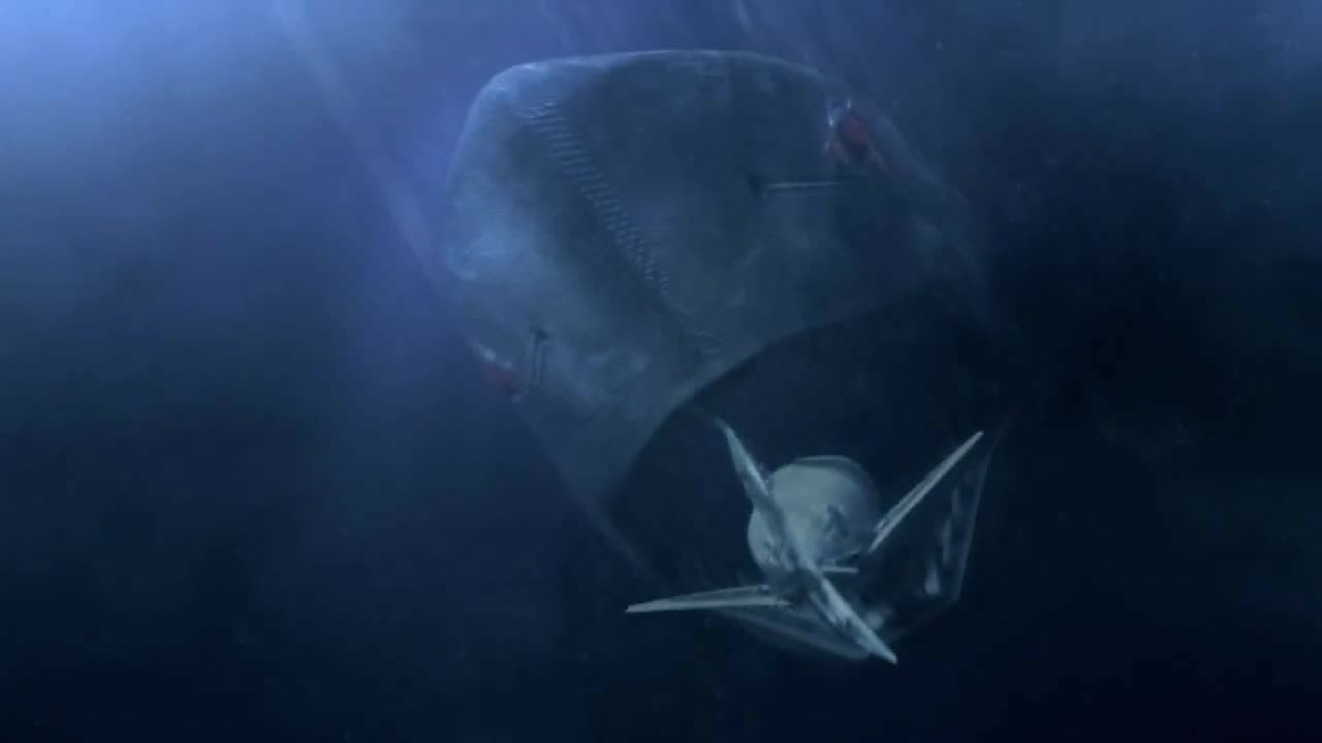 Foto do filme Mega Shark Contra Mecha Shark