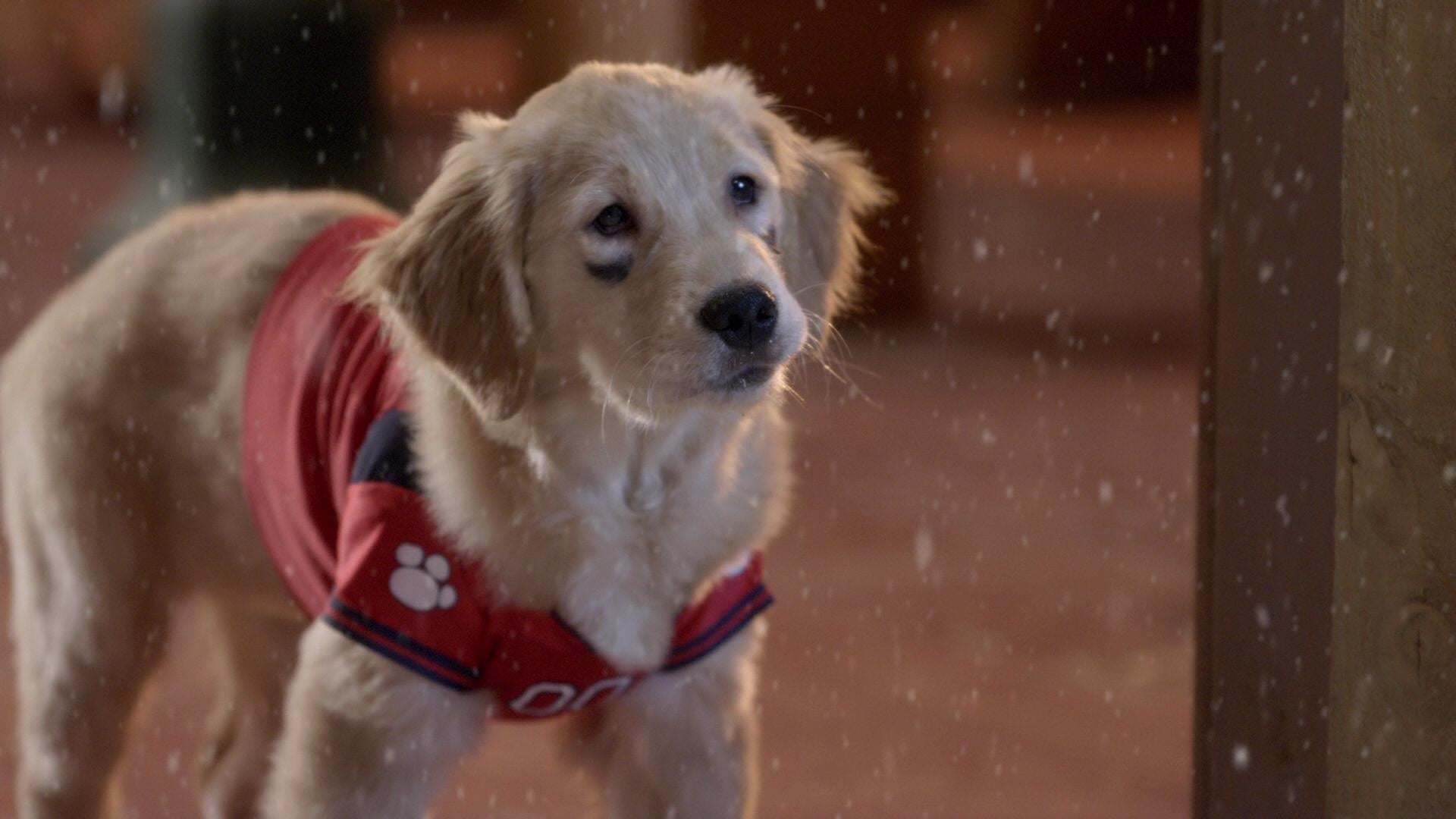 Foto do filme Santa Buddies: Uma Aventura de Natal