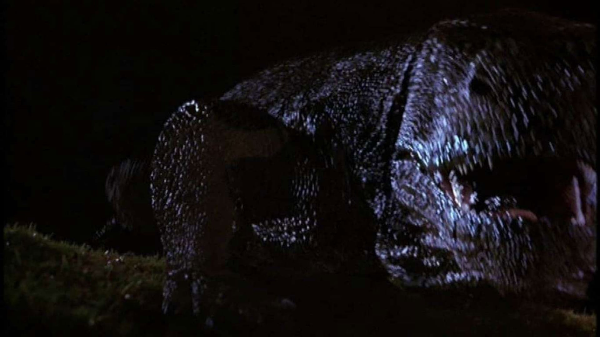 Foto do filme Komodo