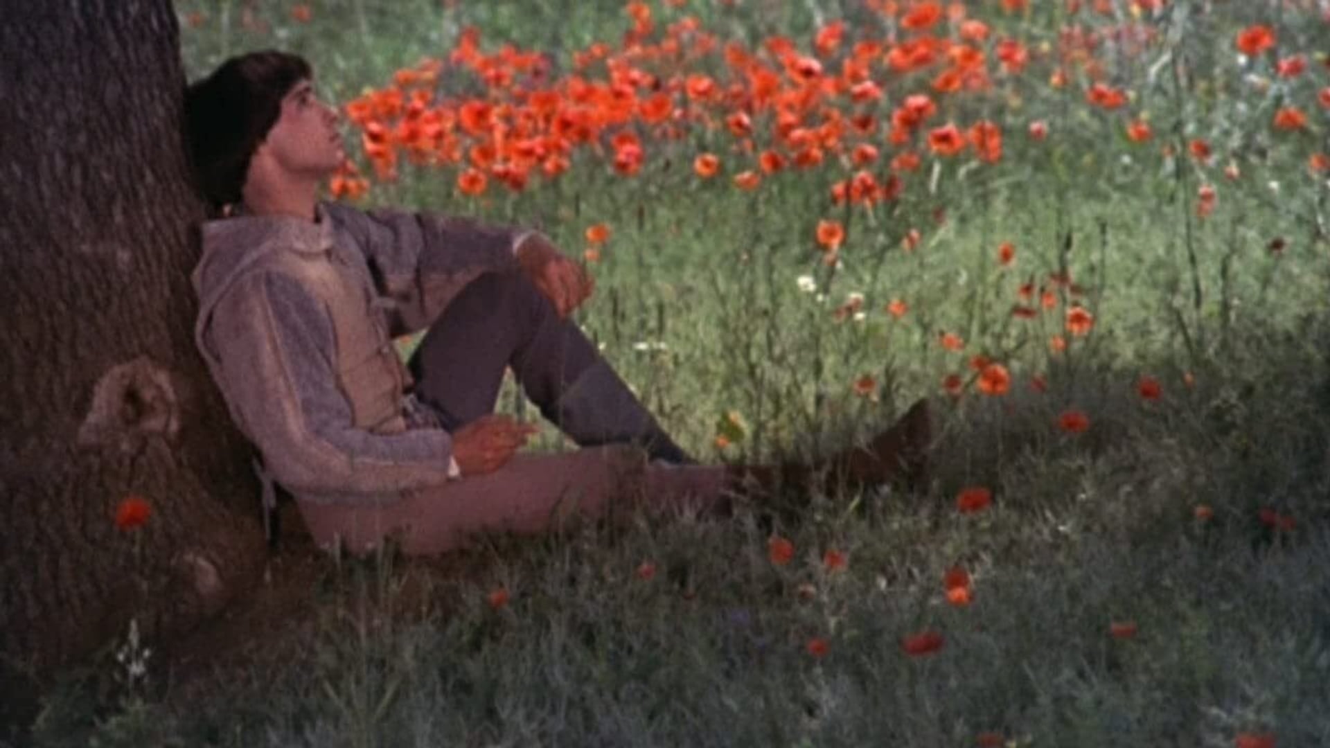 Foto do filme Irmão Sol, Irmã Lua