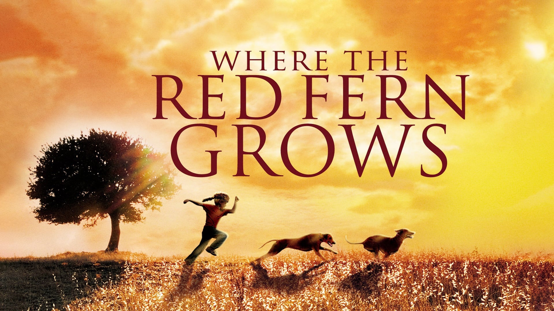 Foto do filme Where the Red Fern Grows