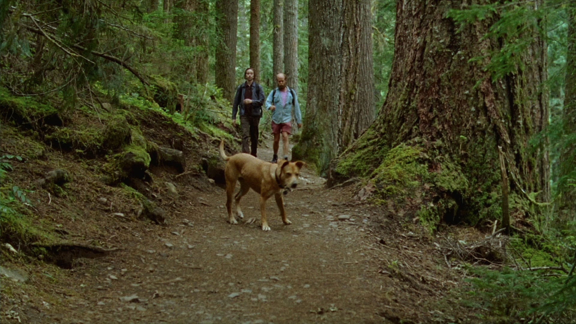 Foto do filme Antiga Alegria