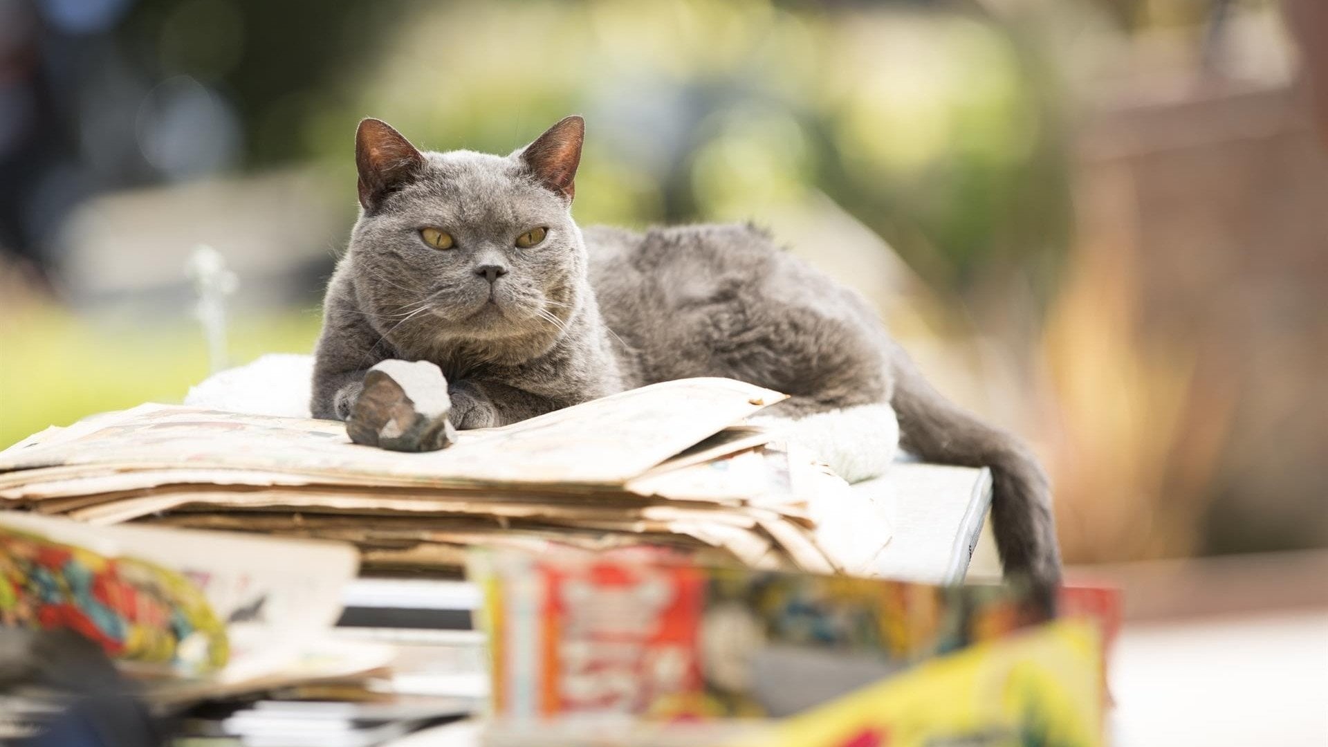 Foto do filme Loucos por Mouser