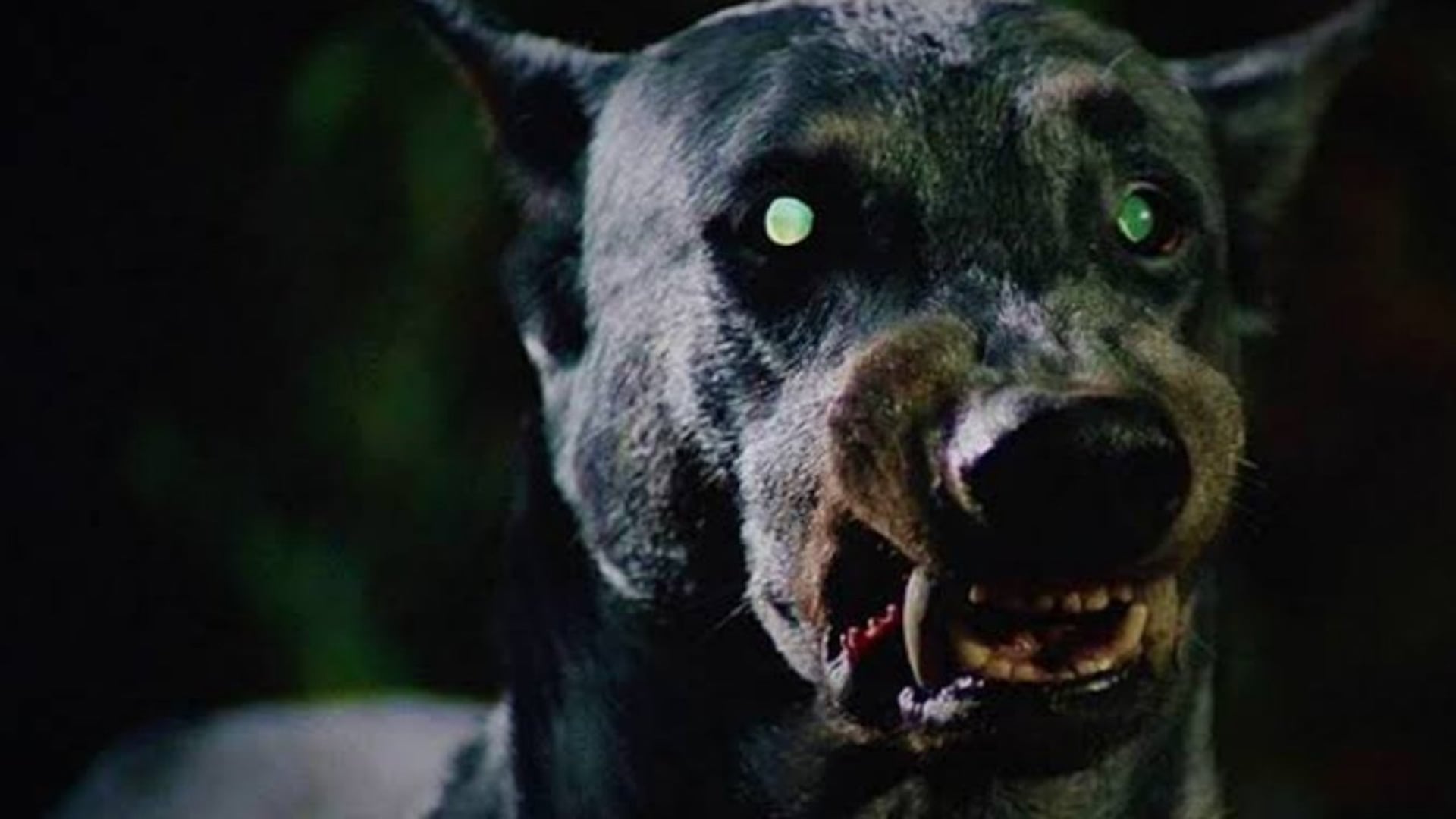 Foto do filme O Cão do Diabo