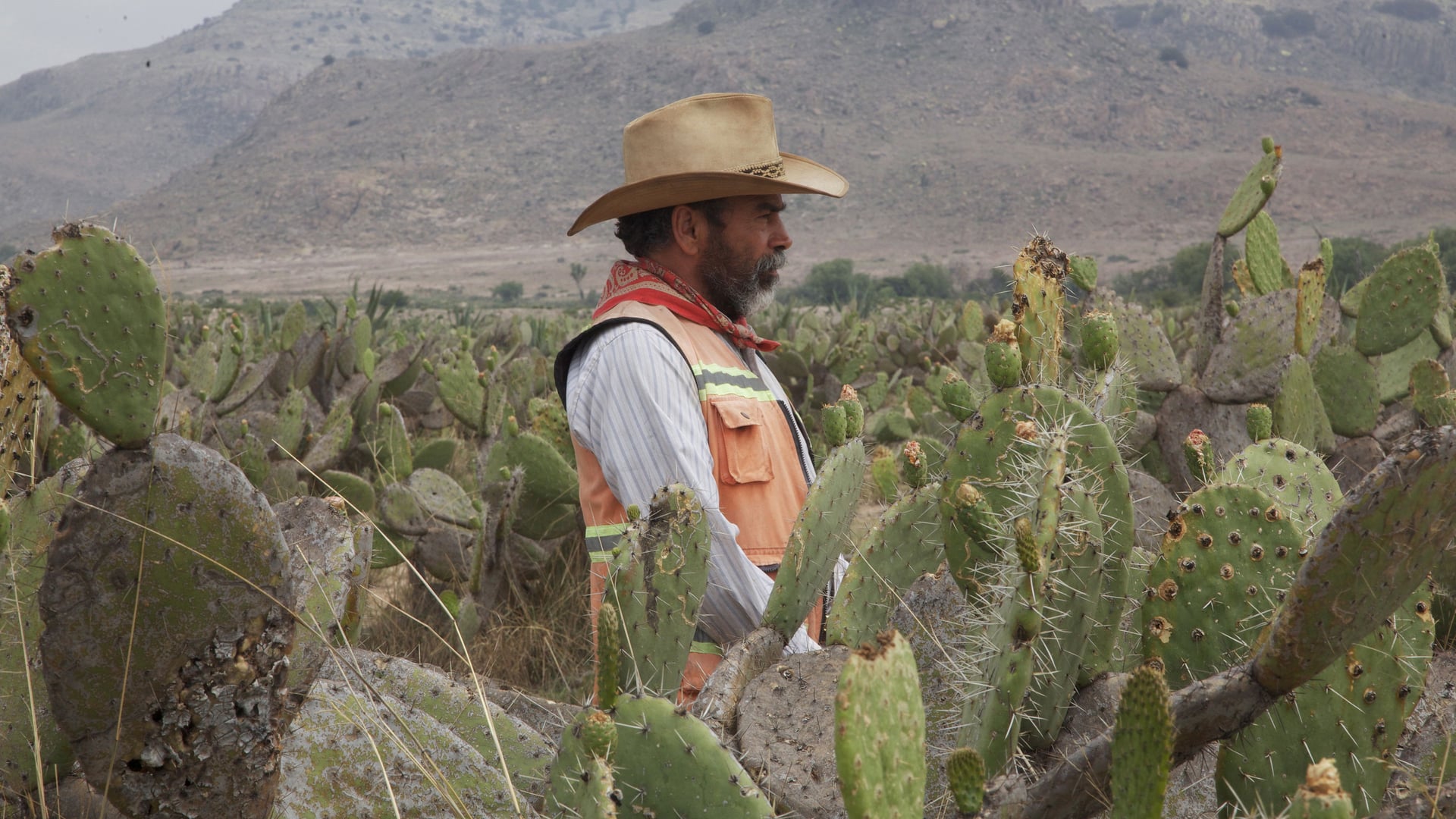 Foto do filme A Estreita Faixa Amarela