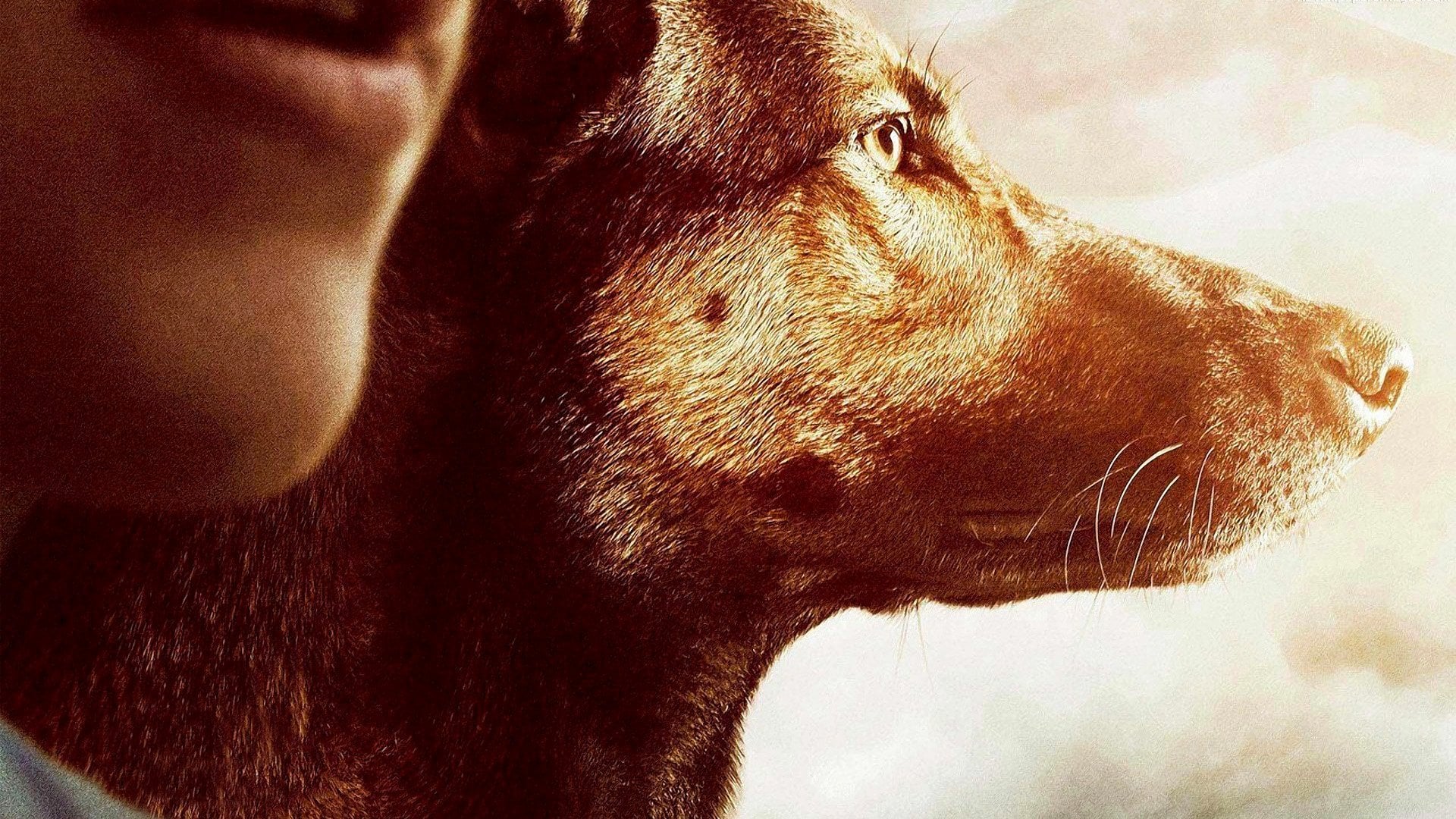 Foto do filme Max: O Cão Herói