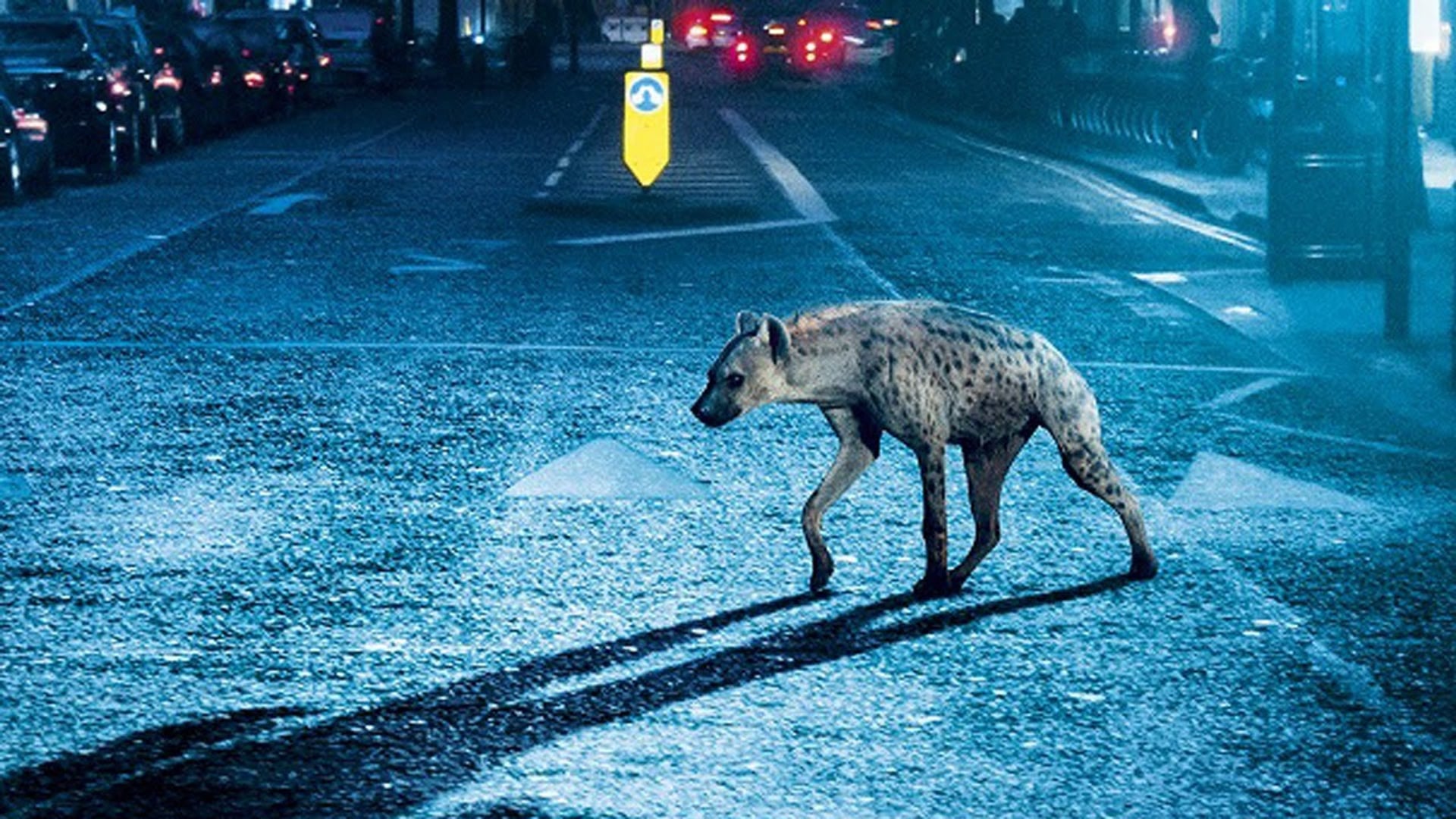 Foto do filme Hyena