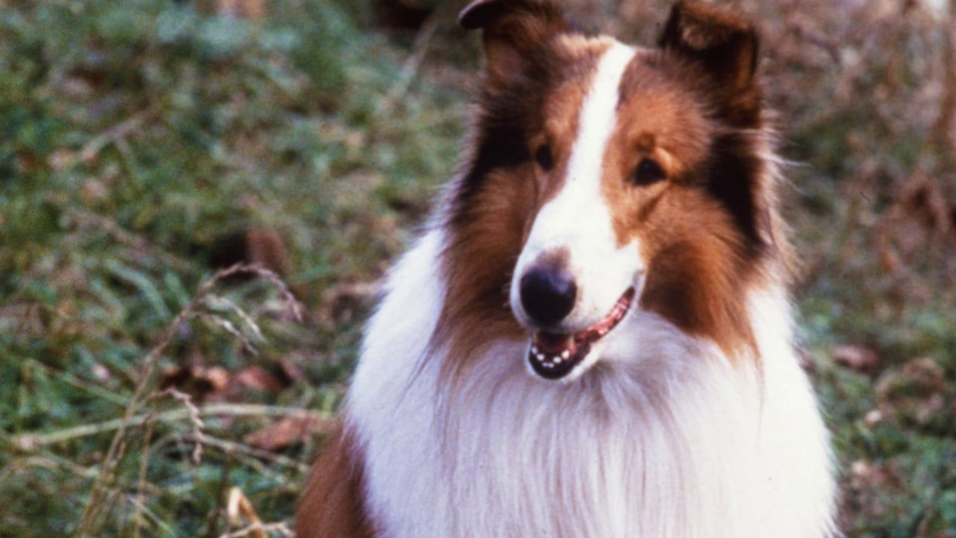 Foto do filme Lassie