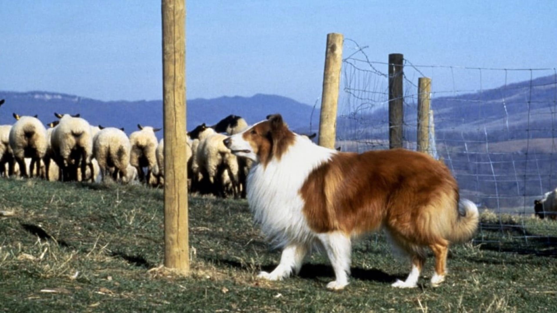 Foto do filme Lassie