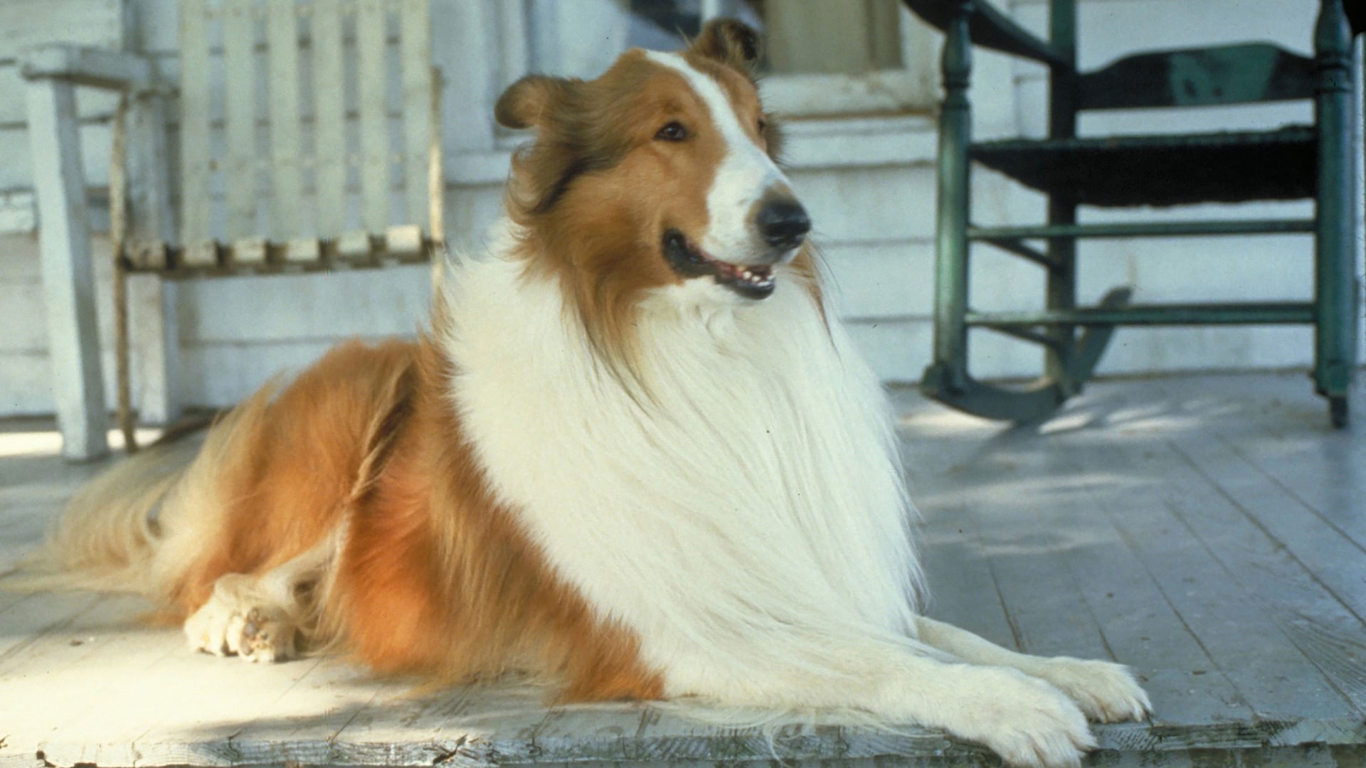 Foto do filme Lassie