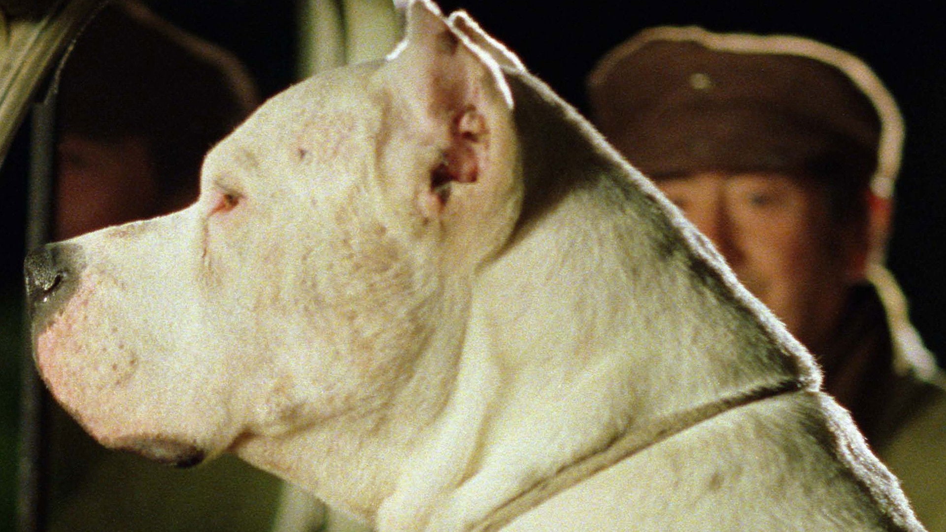 Foto do filme O Cachorro