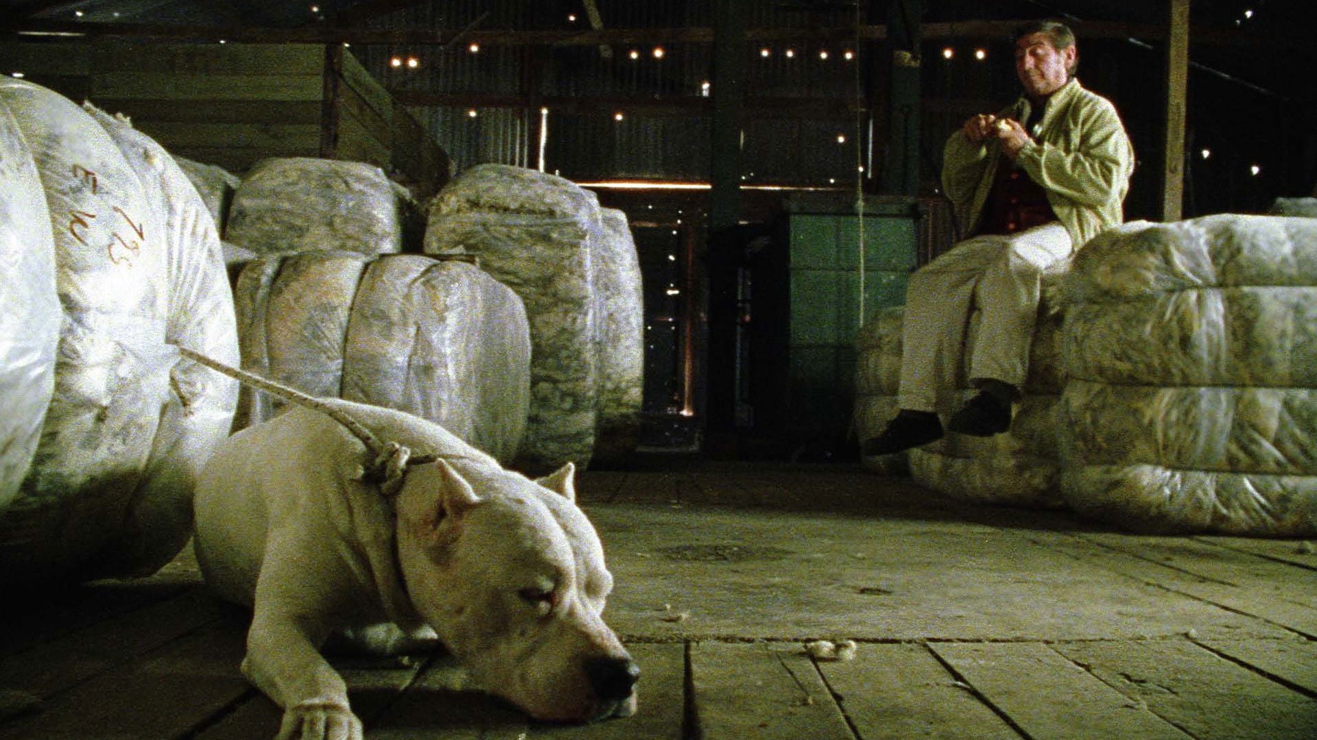 Foto do filme O Cachorro