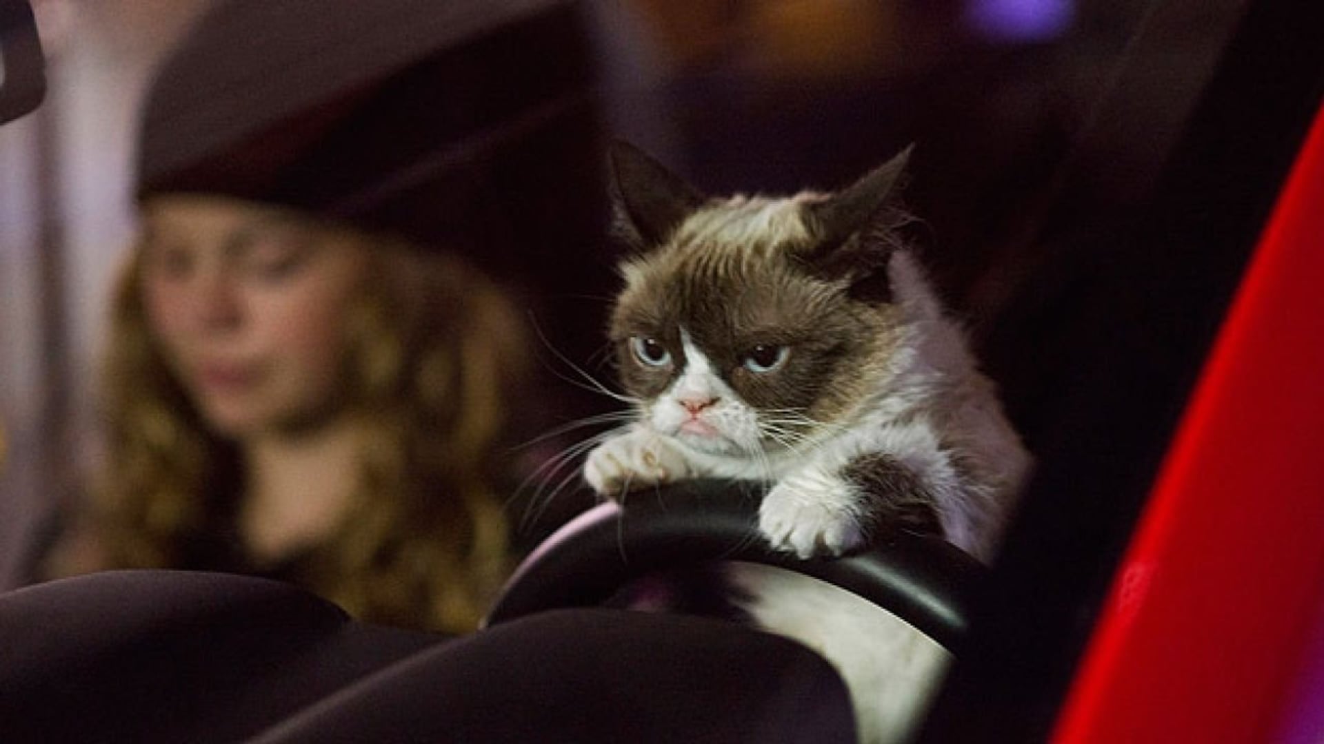 Foto do filme Grumpy Cat's Worst Christmas Ever