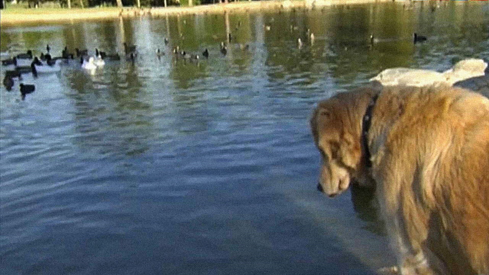 Foto do filme Love on a Leash