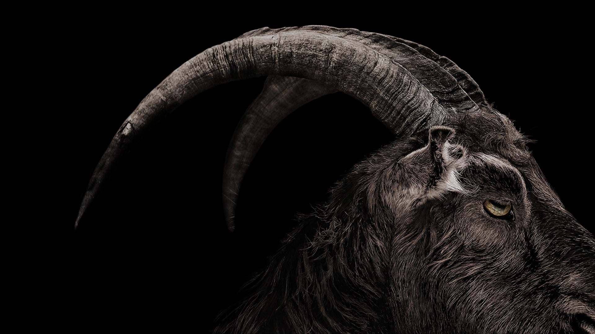 Foto do filme A Bruxa