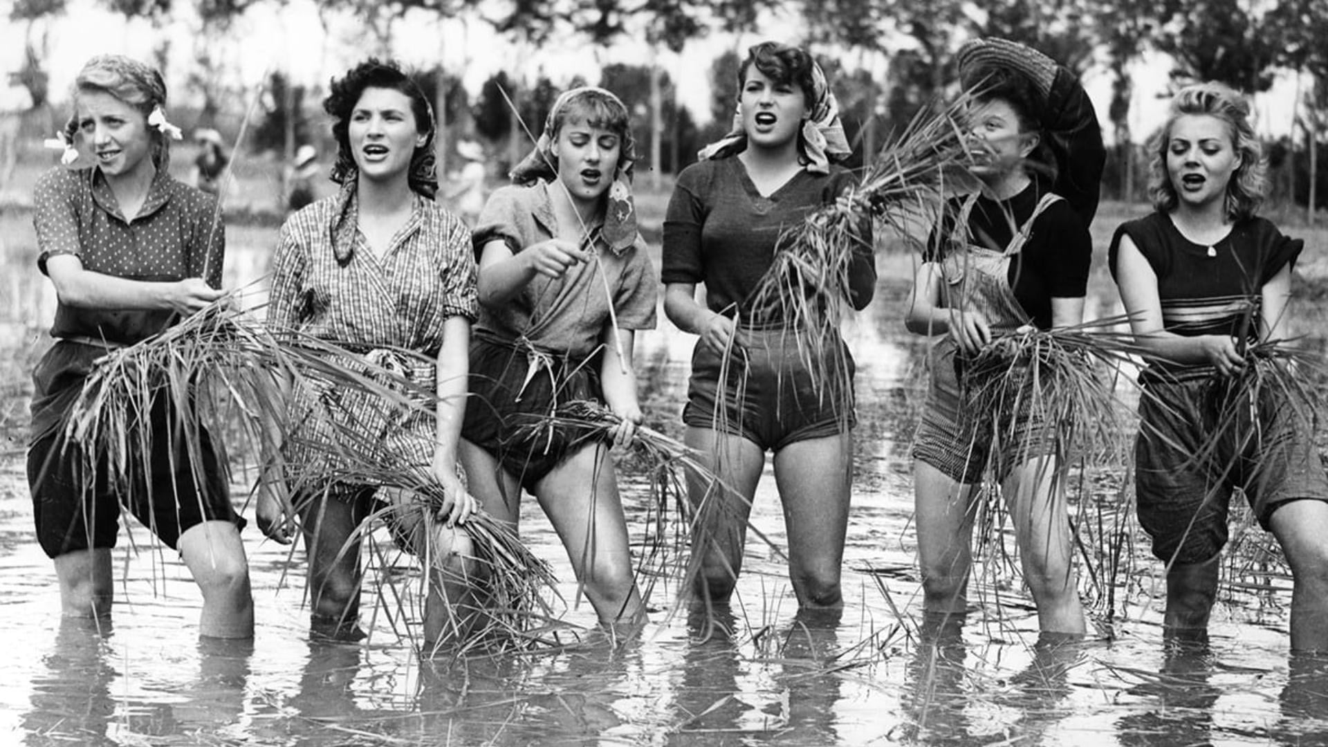 Foto do filme Arroz Amargo