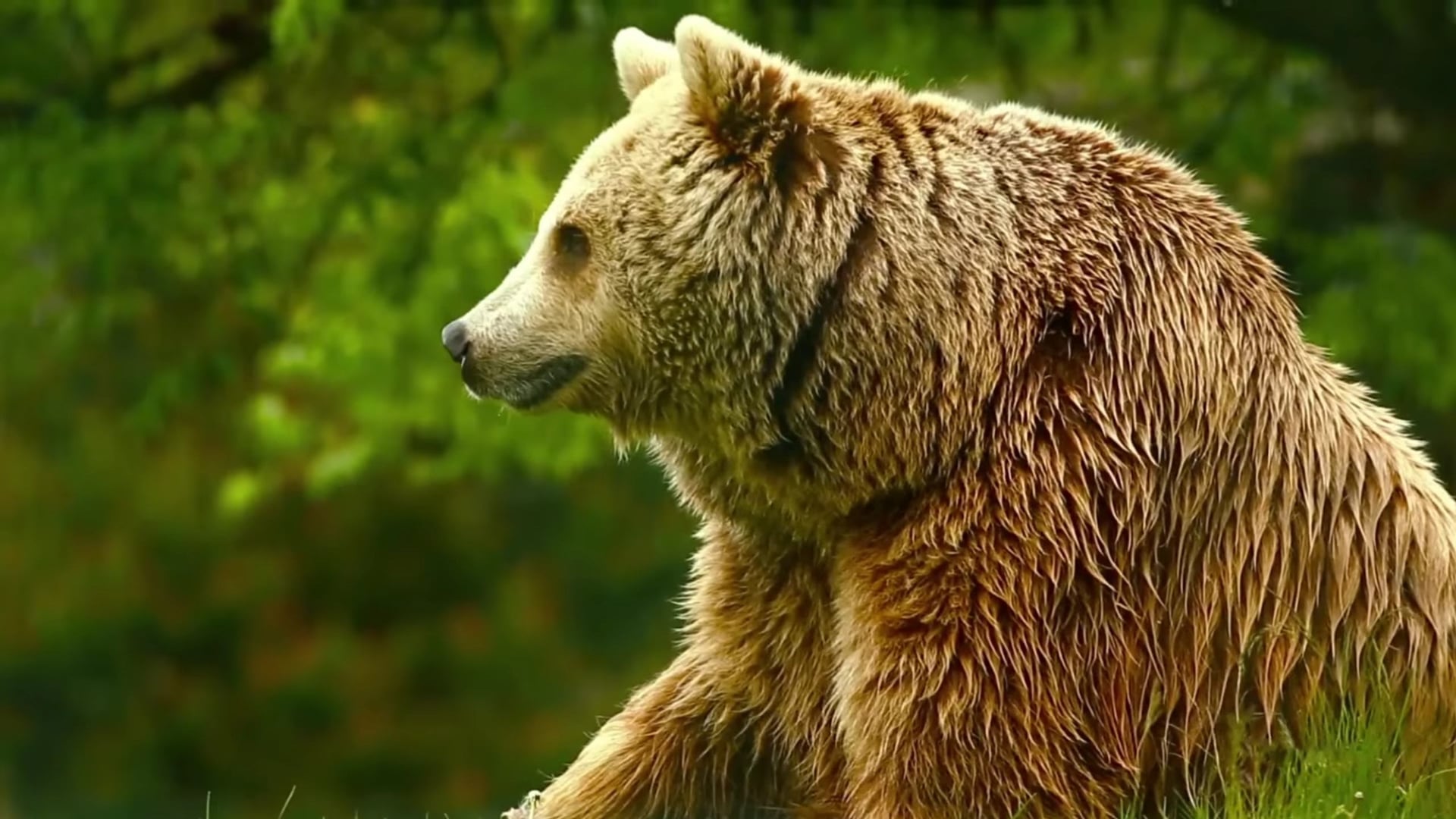 Foto do filme Unedited Footage of a Bear