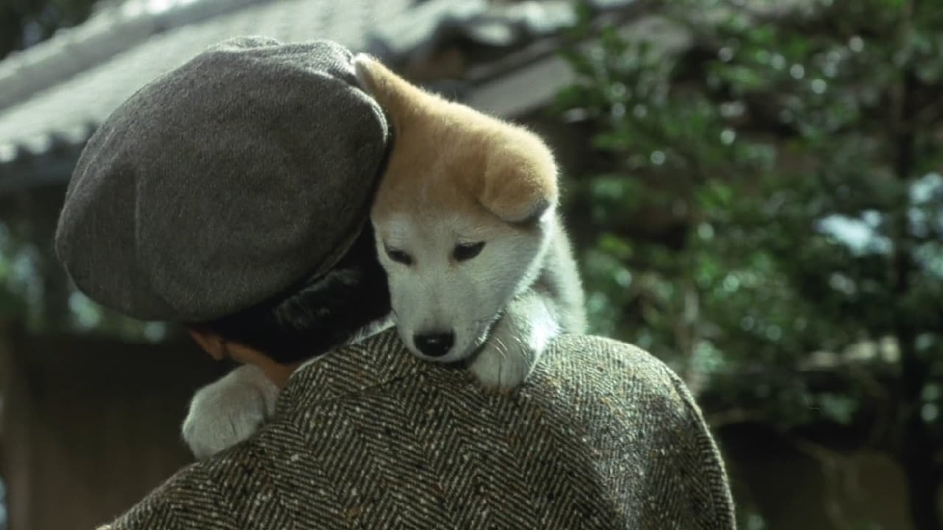 Foto do filme A História de Hachiko