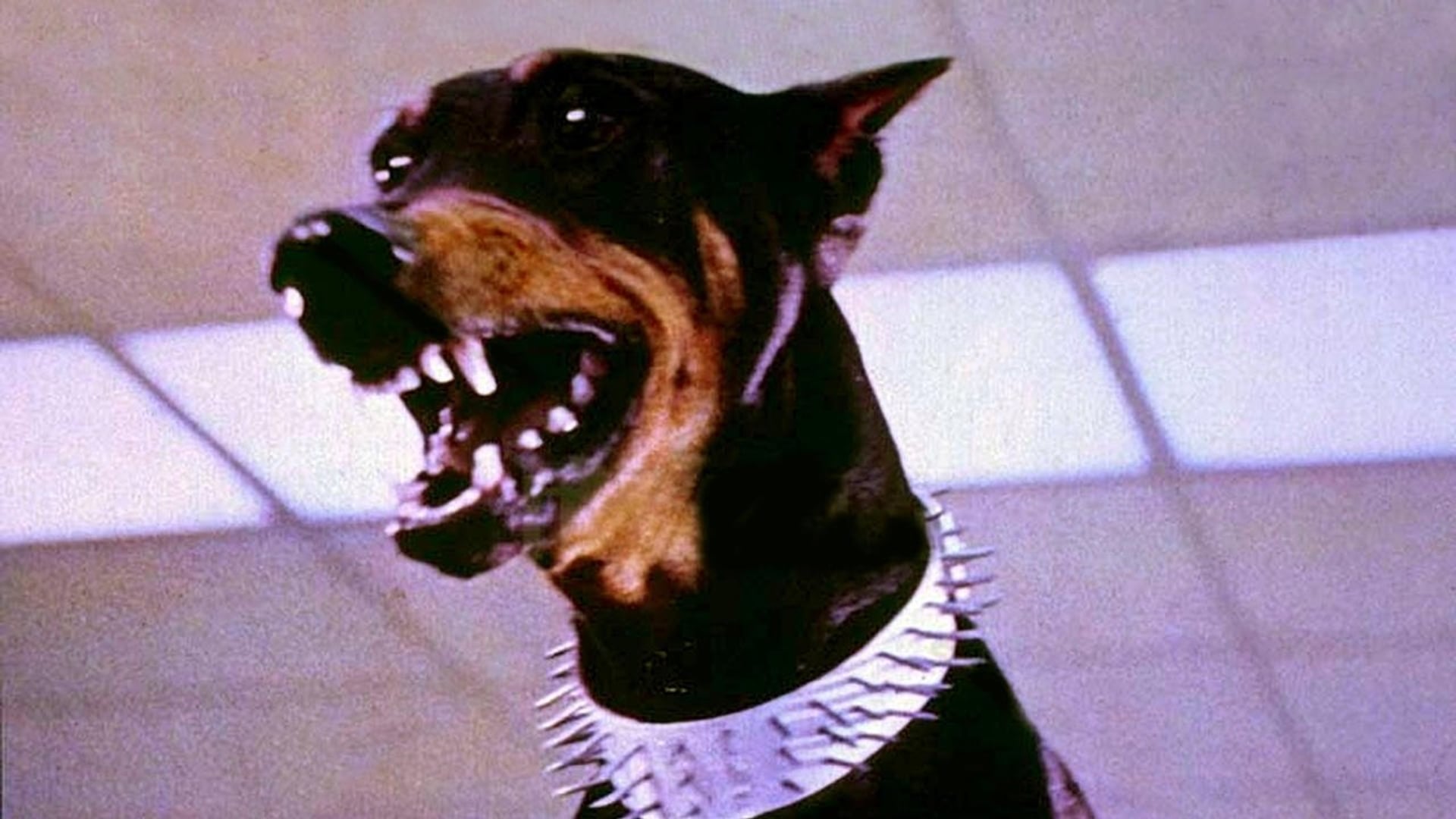Foto do filme A Gangue dos Dobermans
