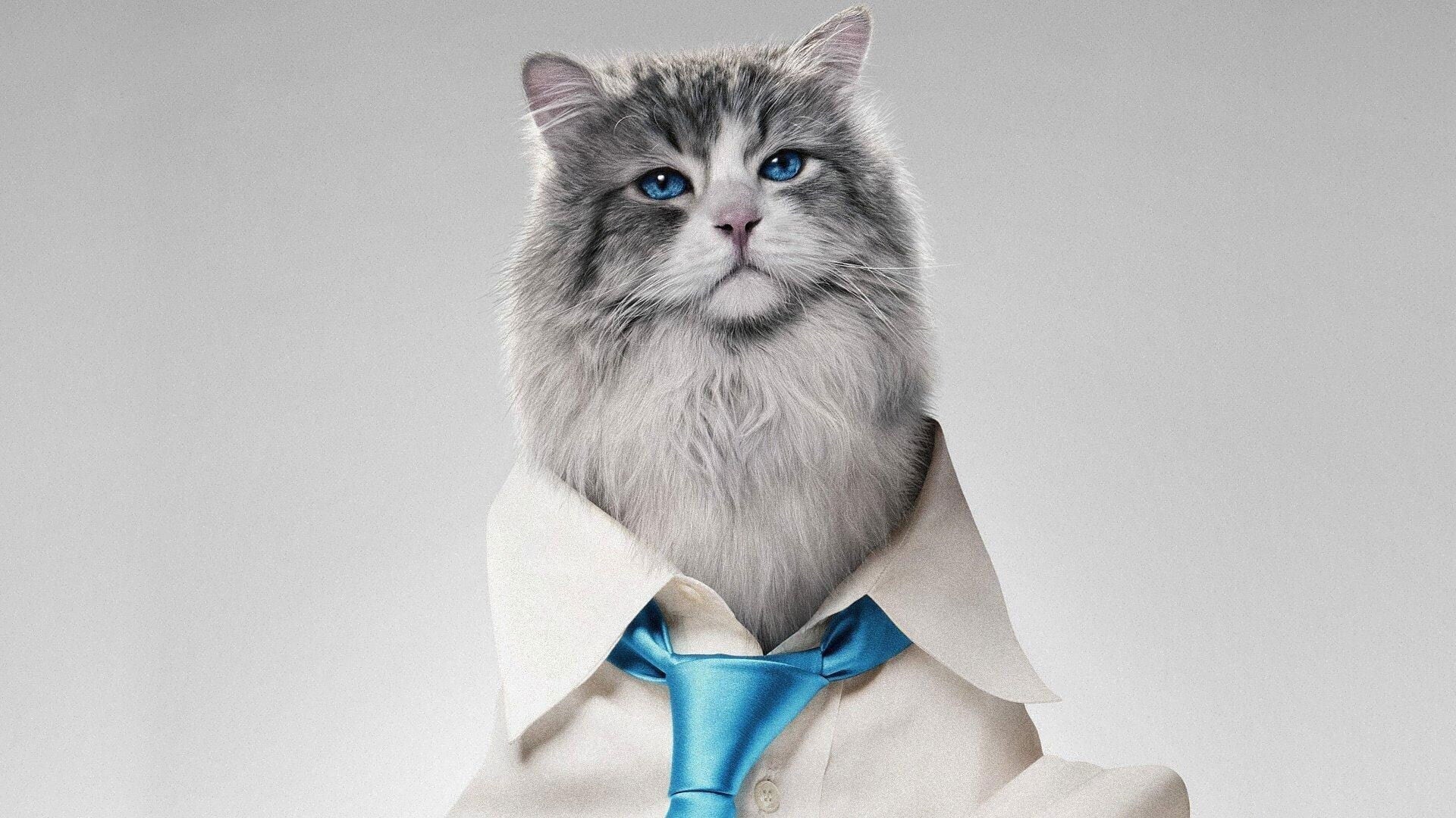 Foto do filme Virei um Gato