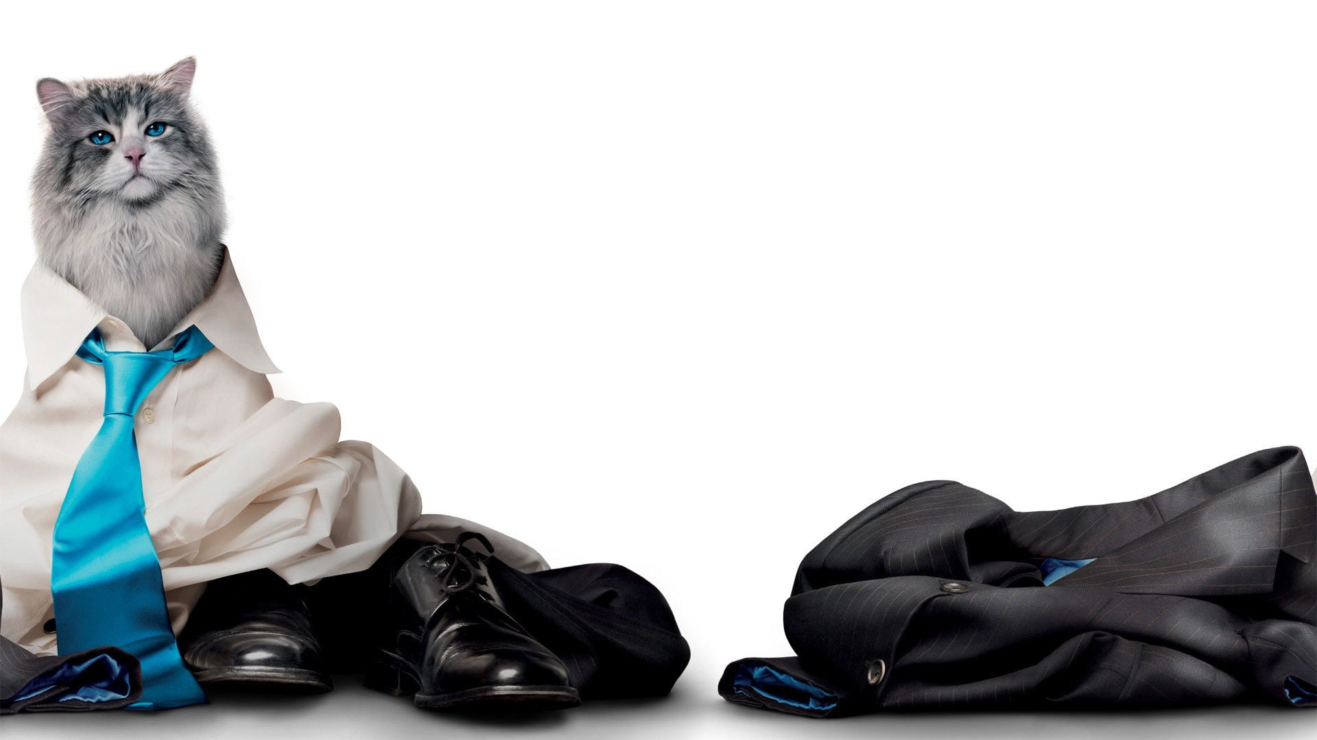 Foto do filme Virei um Gato