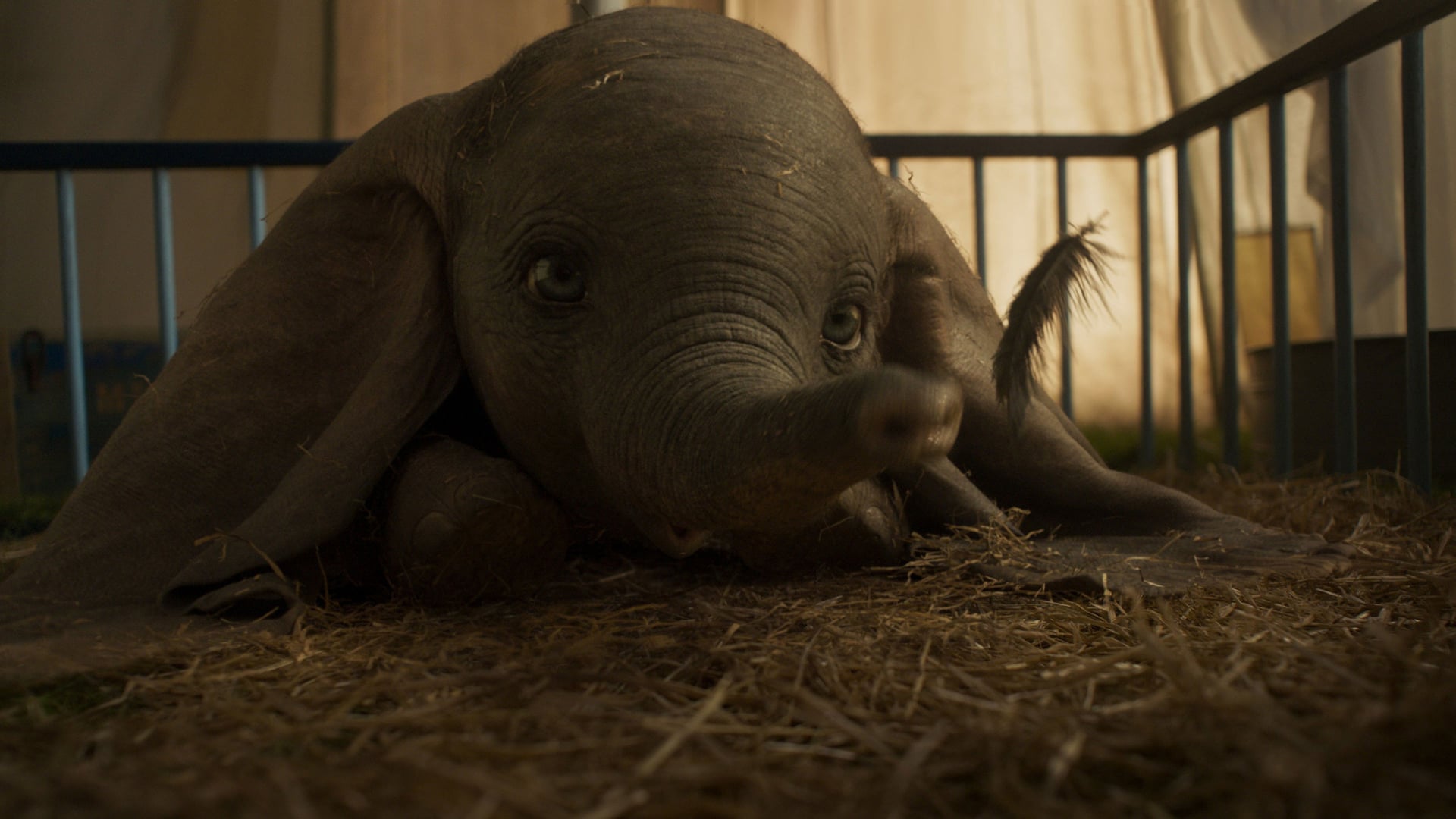 Foto do filme Dumbo