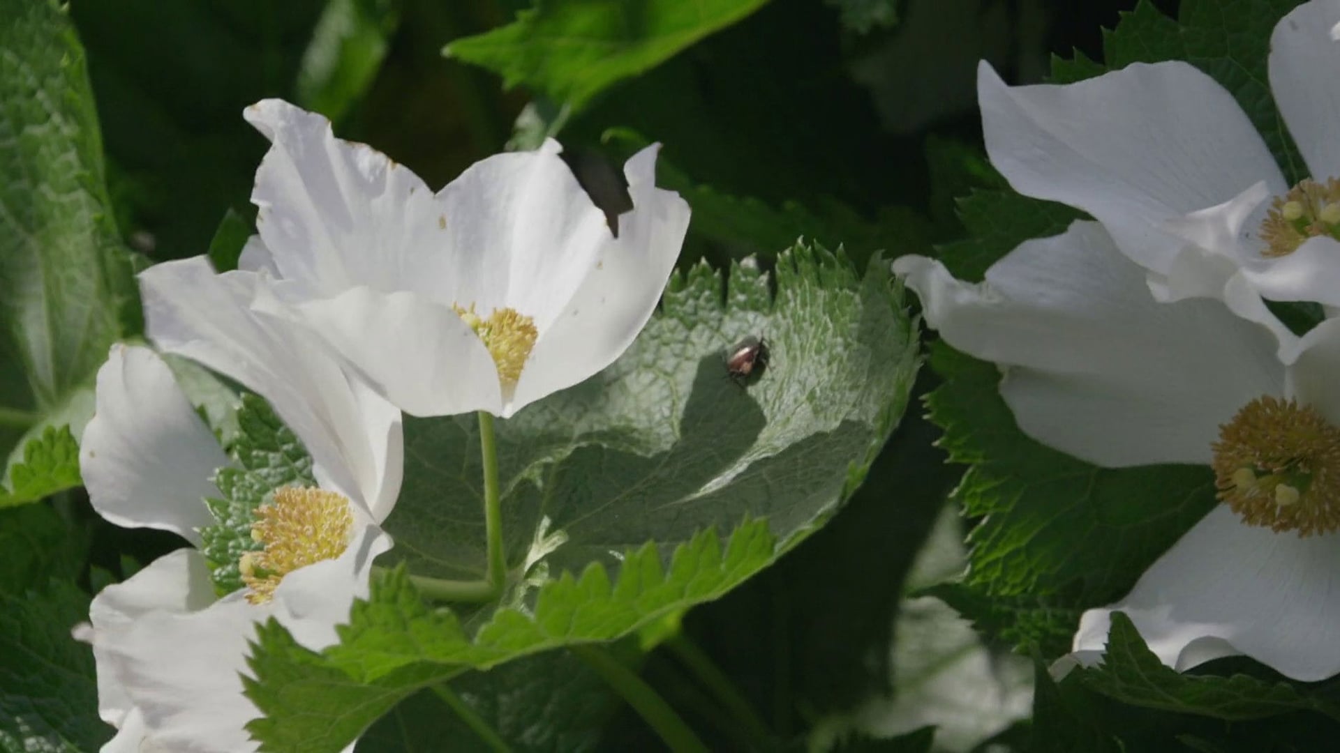 Foto do filme Pequena Floresta: Inverno/Primavera
